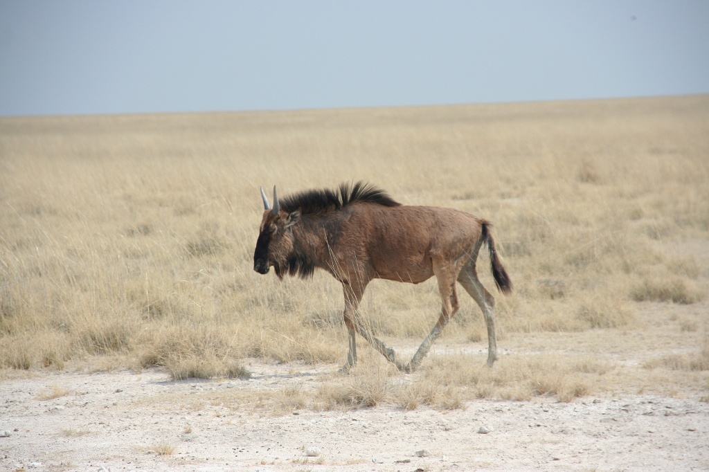 Namibia (11)